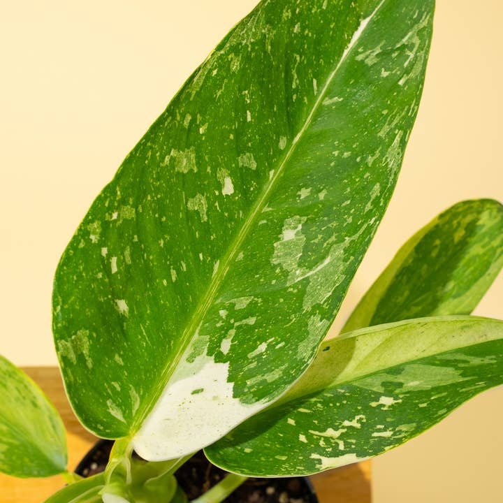 BWH Plant Co - Wholesale Live Plant - 4" Philodendron 'Jose Buono Fiesta'8