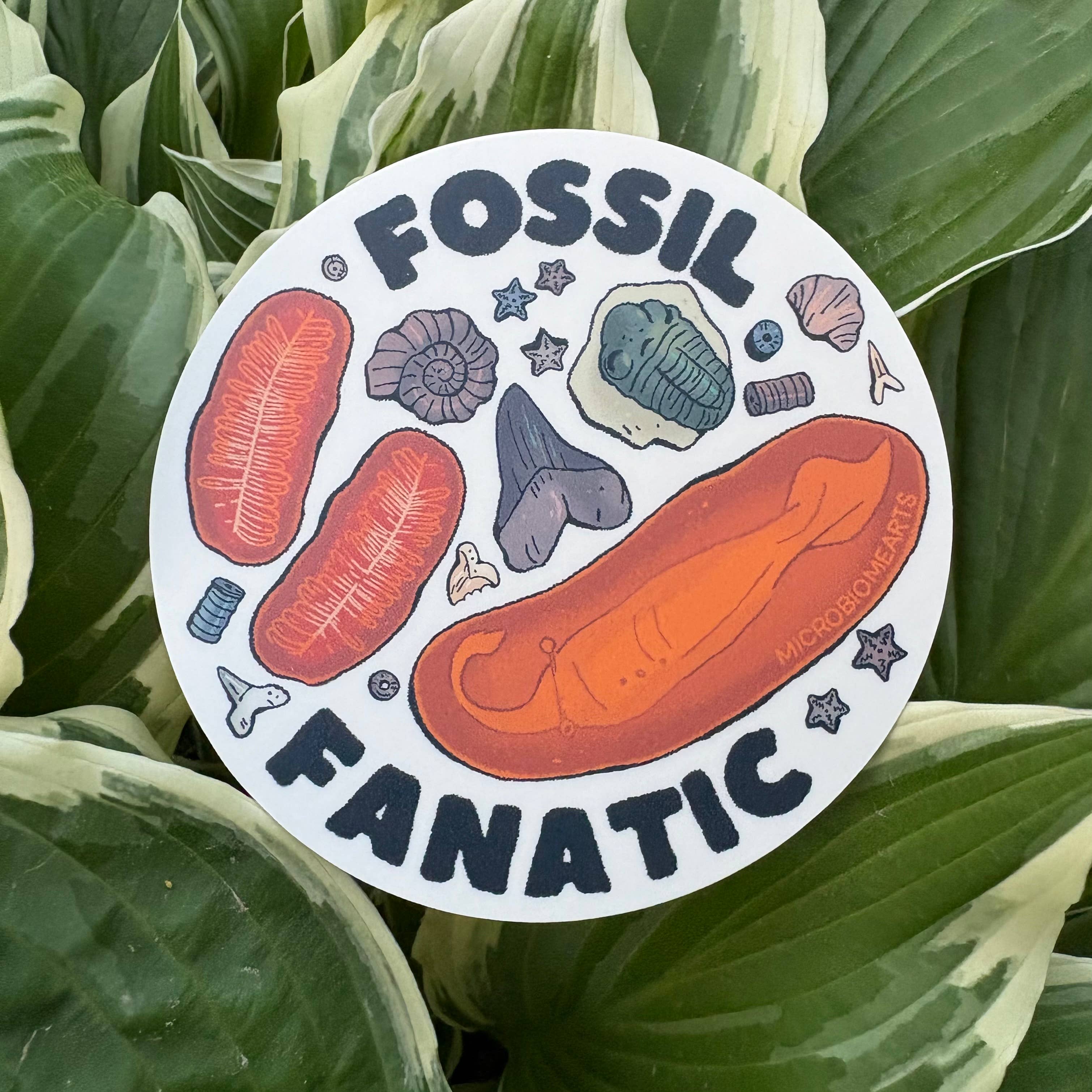 Microbiome Arts - Wholesale Sticker - Fossil Fanatic 3.5” Sticker2