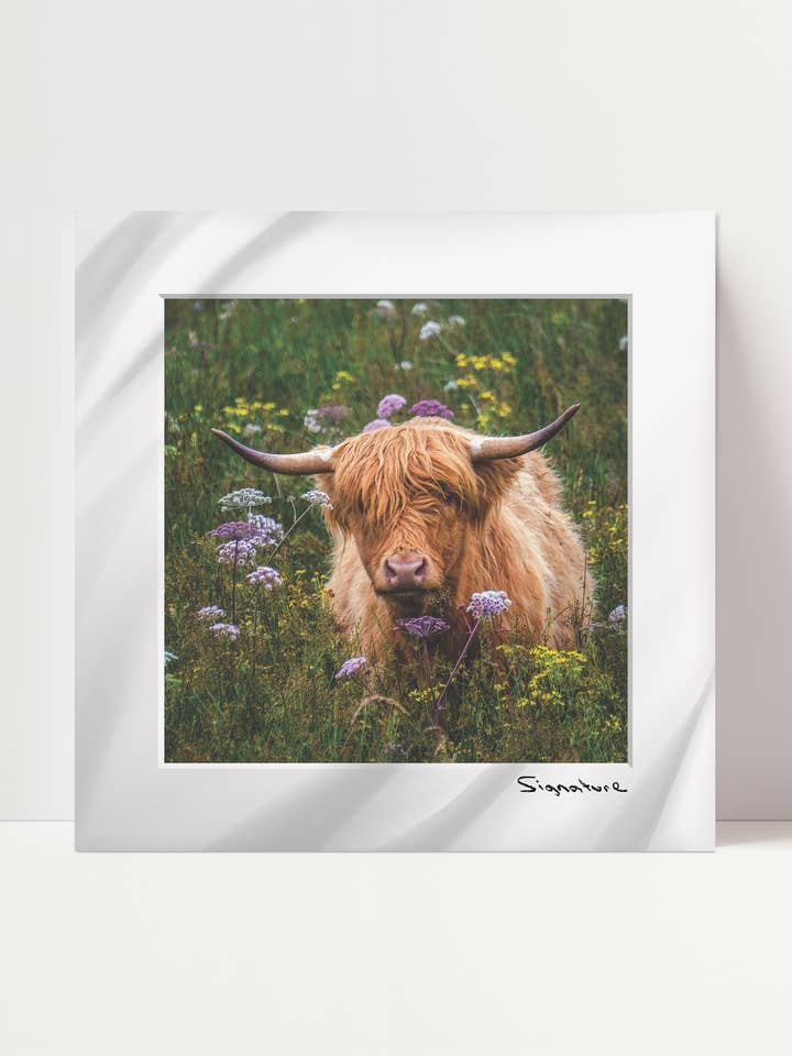 Heilan Coo "hee-lun-koo" for wholesale by Ecosse Encaustics Cards
