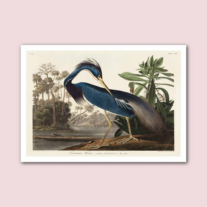 Louisiana Heron Vintage Natural History Print for wholesale by Holland Road Prints