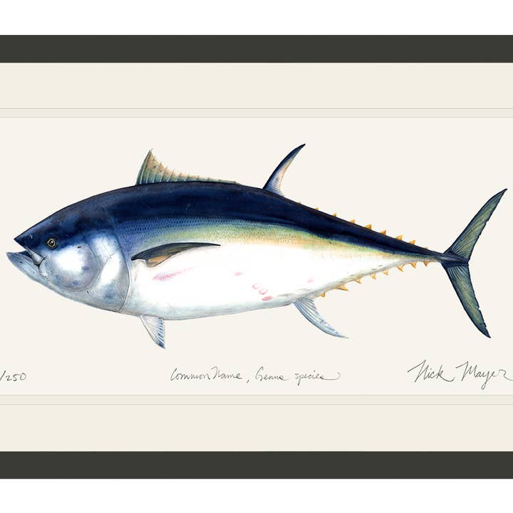 Giant Bluefin Tuna I Print for wholesale by Nick Mayer Art