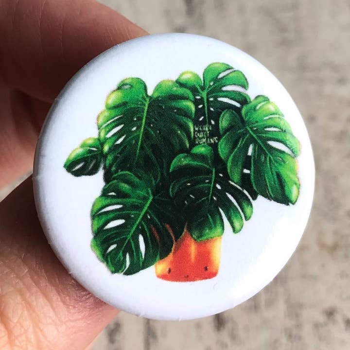 Button Monstera deliciosa for wholesale by plantyintroverts