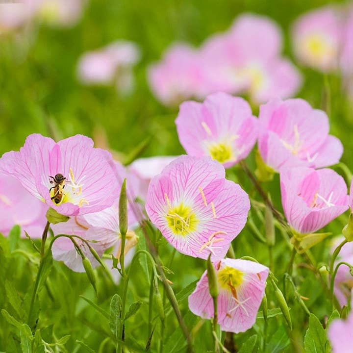 Flower Seeds Are Sown And Blooming In Four Seasons for wholesale by Rooted Treasures Farms