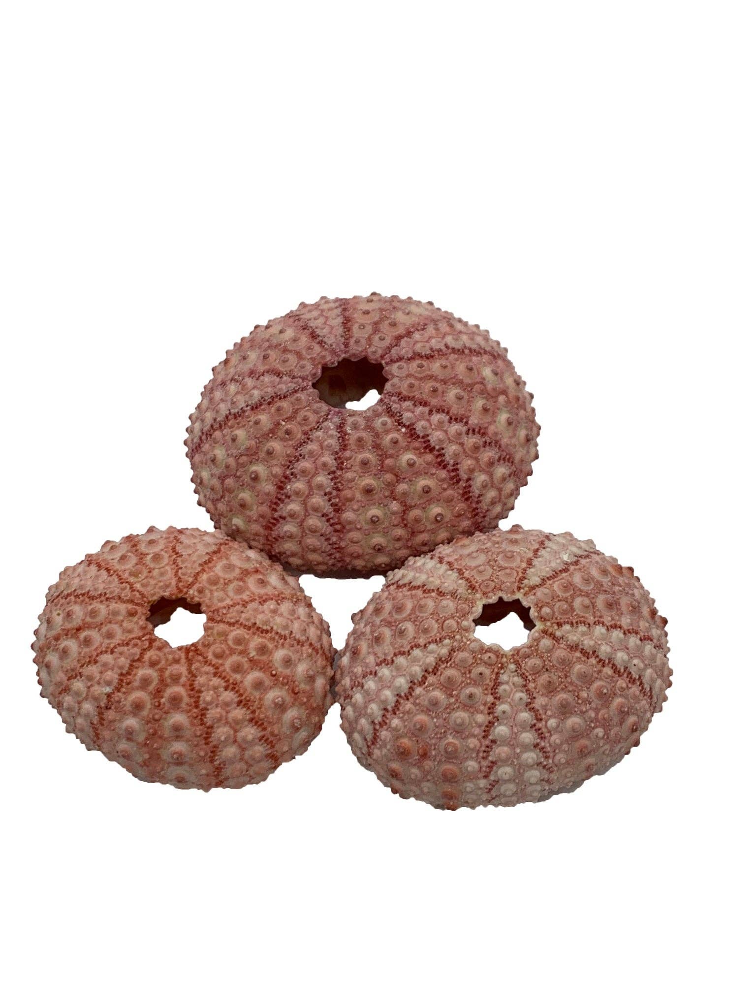 Darlene's Shells - Wholesale Decorative Tabletop Object - PINK SEA URCHIN 2"