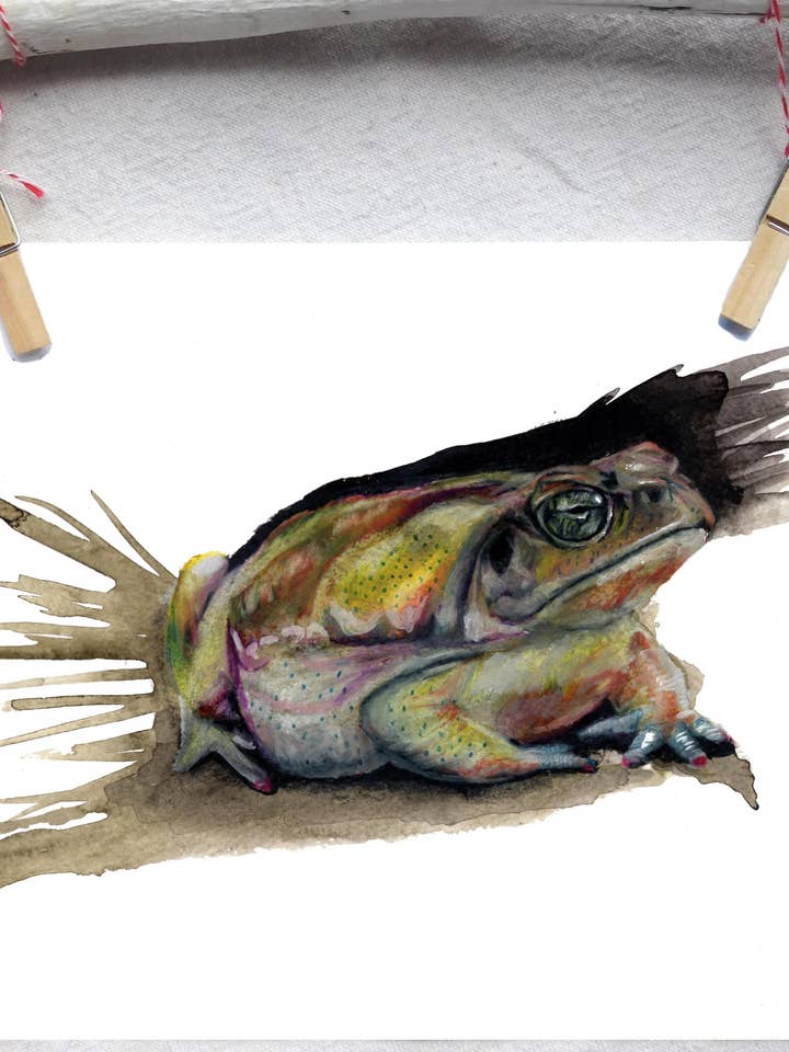 Cane toad art print for wholesale by Lindsey Munson