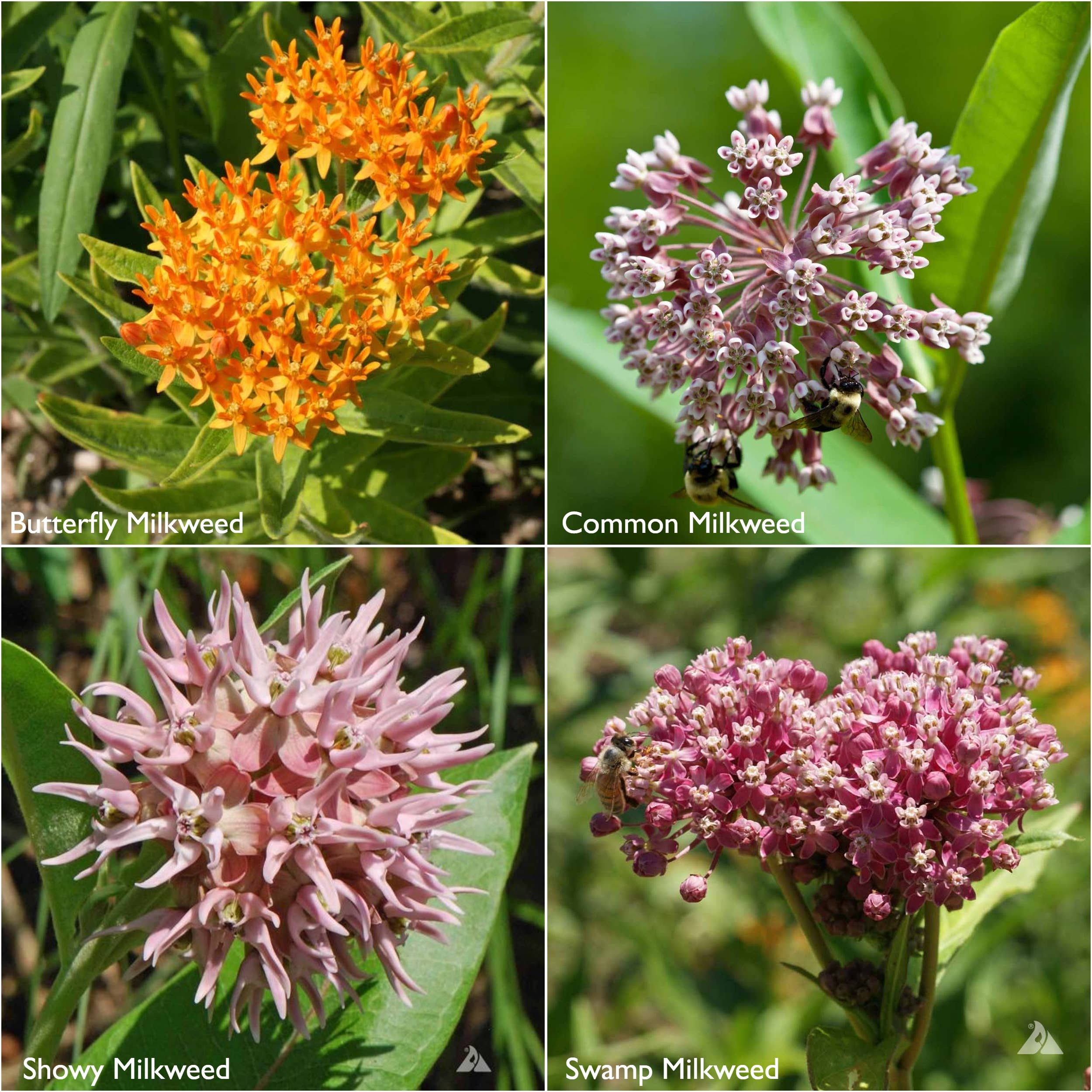 Potting Shed Creations, Ltd. - Wholesale Plant Seeds - Scatter Garden | Monarch Butterfly Milkweed | Pollinators4