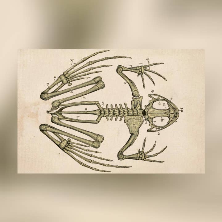 Frog Skeleton Canvas Print - Apothecary Art for Home or Office - Apothecary Decor for wholesale by Print Pothecary