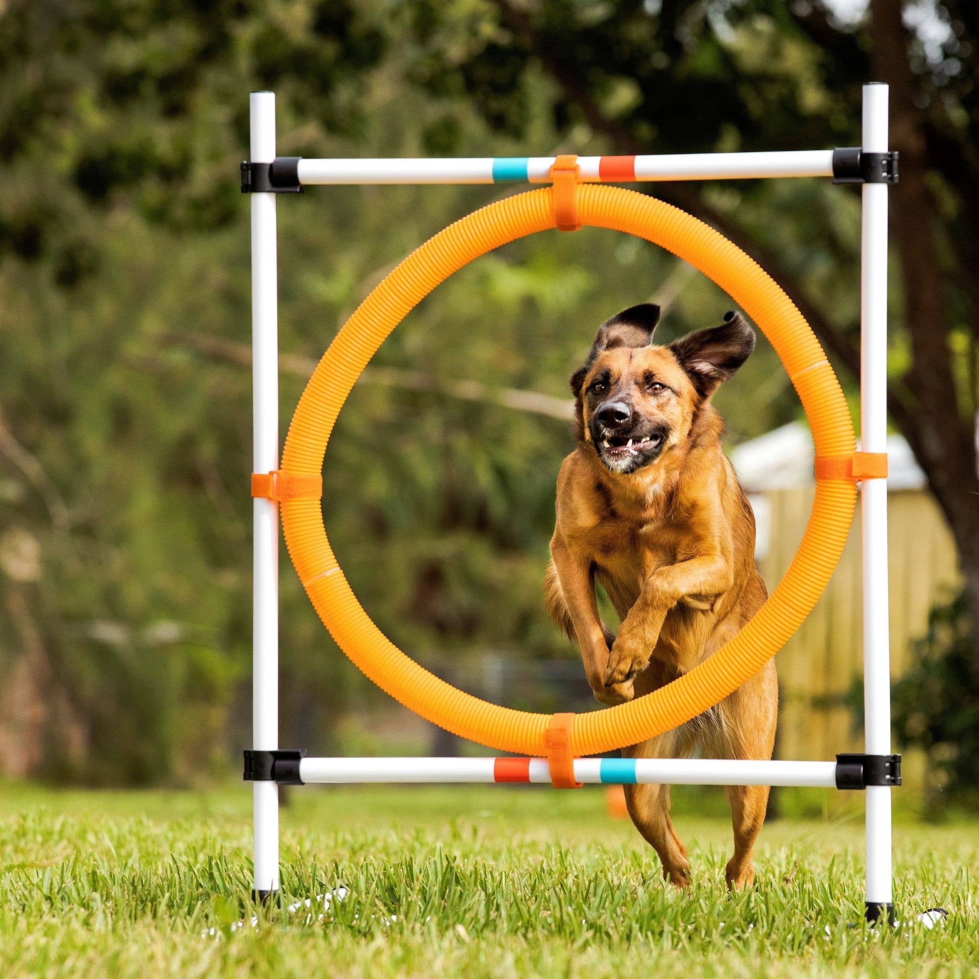 Midlee Designs - Wholesale Pet Agility Weave Pole - Dog - Midlee Dog Agility Hoop Jump8
