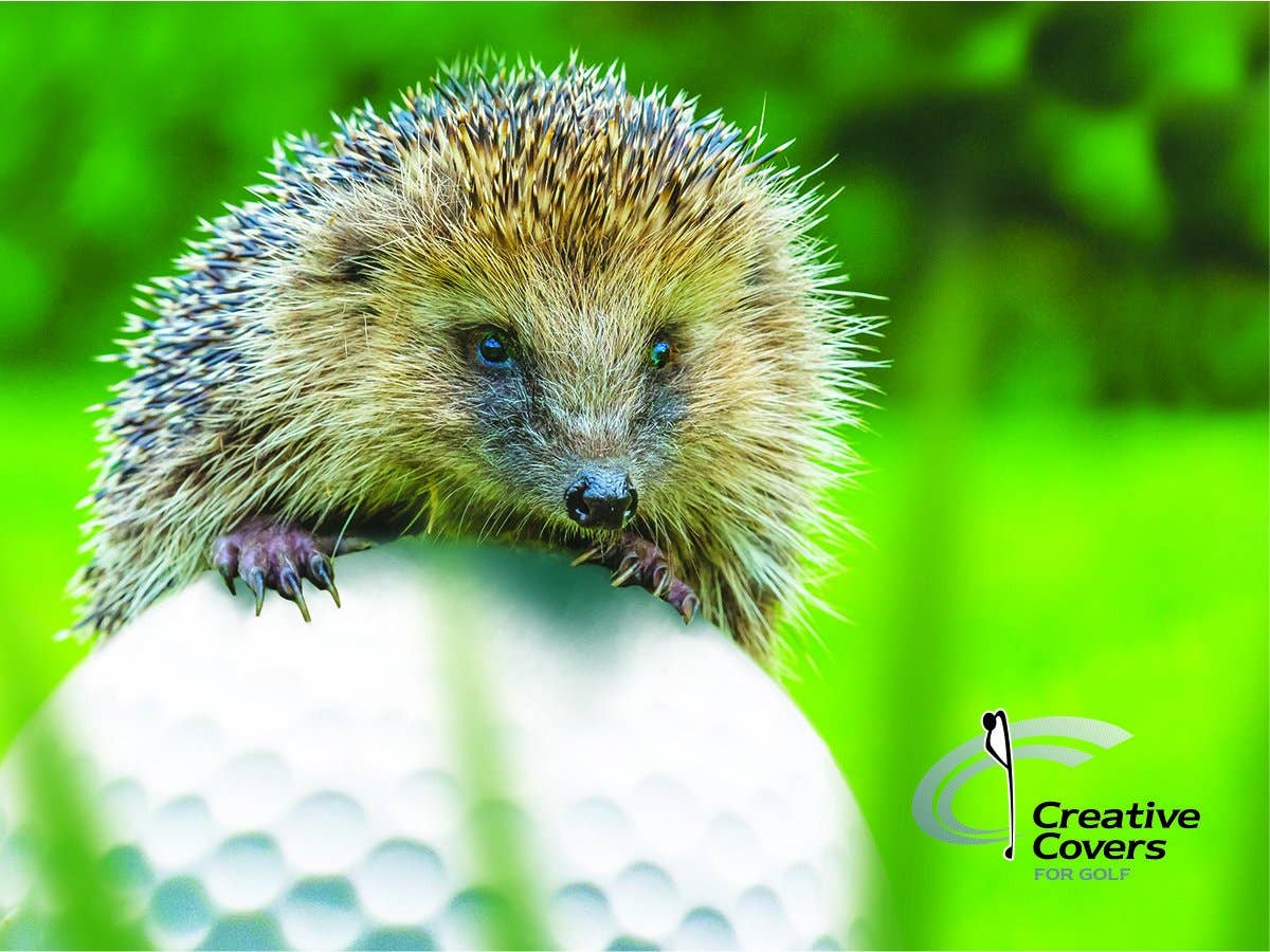 Creative Covers for Golf - Wholesale Sporting Accessories - EP-65810 Puff the Hedgehog golf Head Cover2