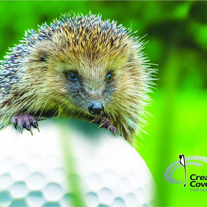 Creative Covers for Golf - Wholesale Sporting Accessories - EP-65810 Puff the Hedgehog golf Head Cover2