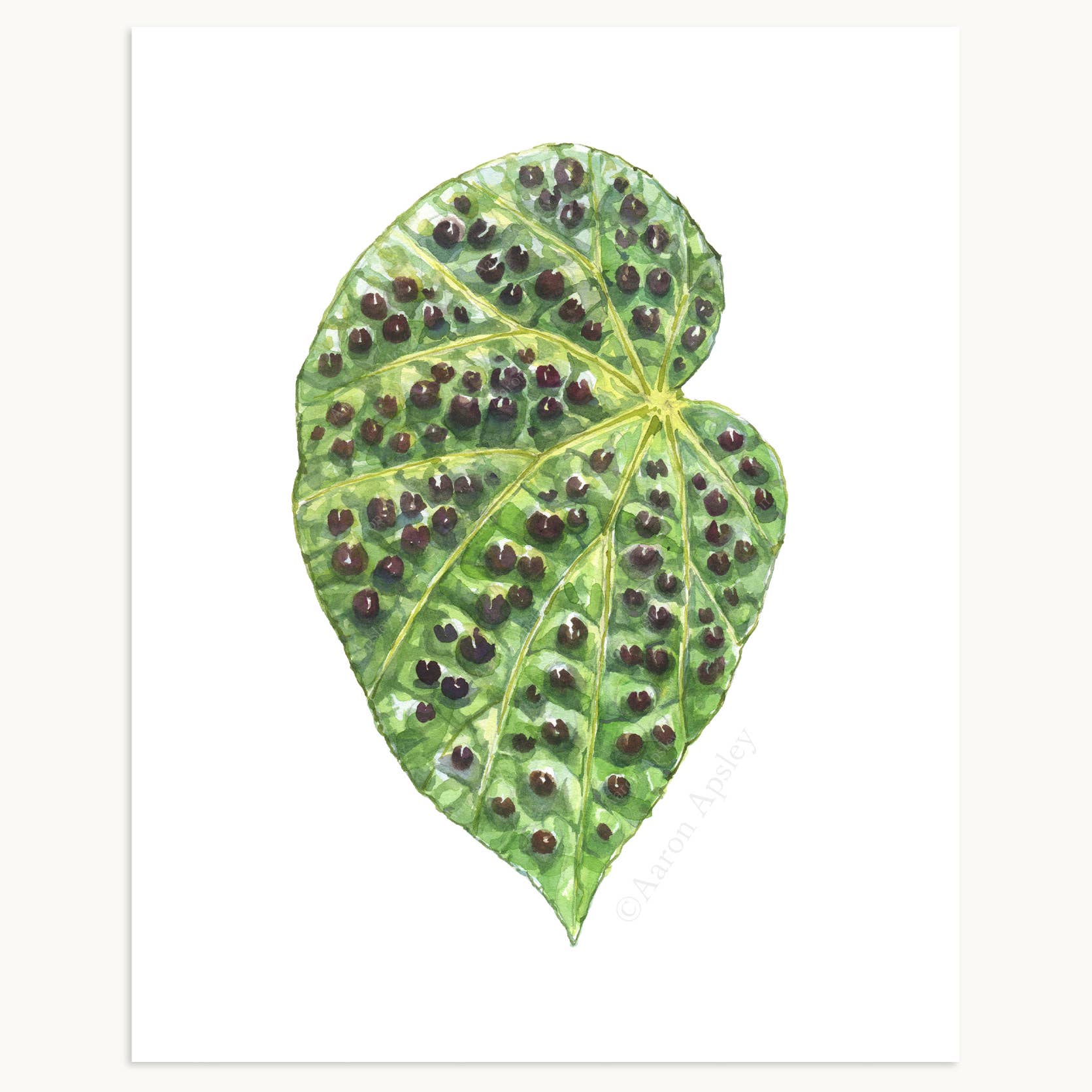 Aaron Apsley Artwork - Wholesale Art Print - Tropical Leaf Print - 8"x10"14