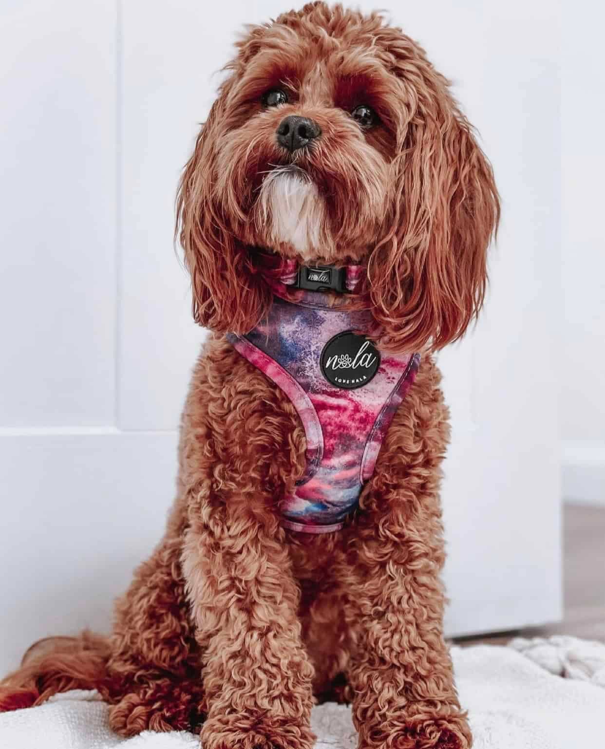 Love Nala - Vente Harnais – chien - Collection Nala Loves - Harnais Nala5