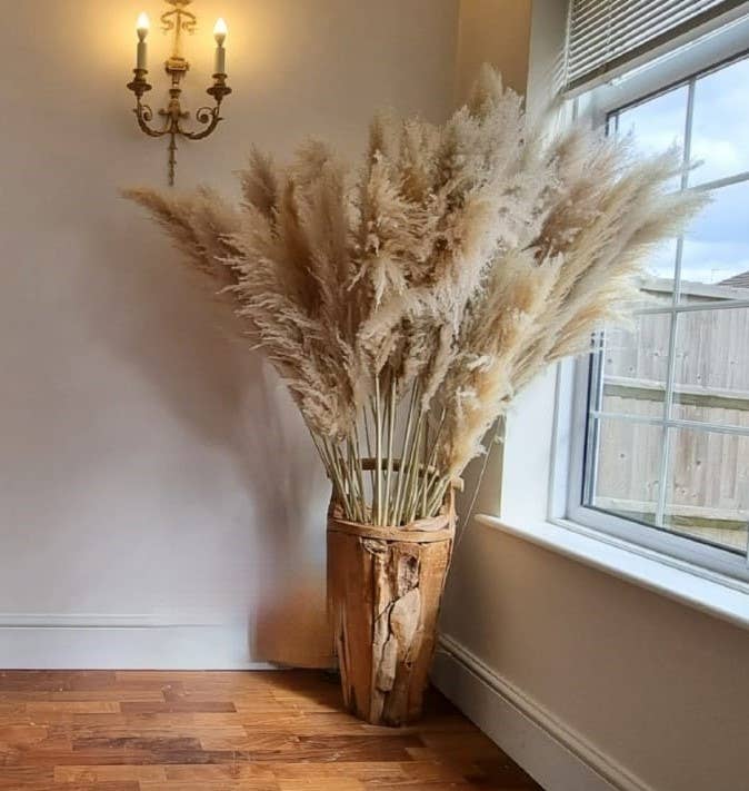 LoveProducts Ltd – Flores secas/prensadas por atacado – Buquê alto grande de capim-dos-pampas seco bege natural e fofo4