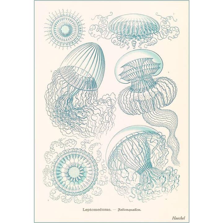 Found Image Press - Venta al por mayor Tarjeta postal - Postal SE-94 Medusa