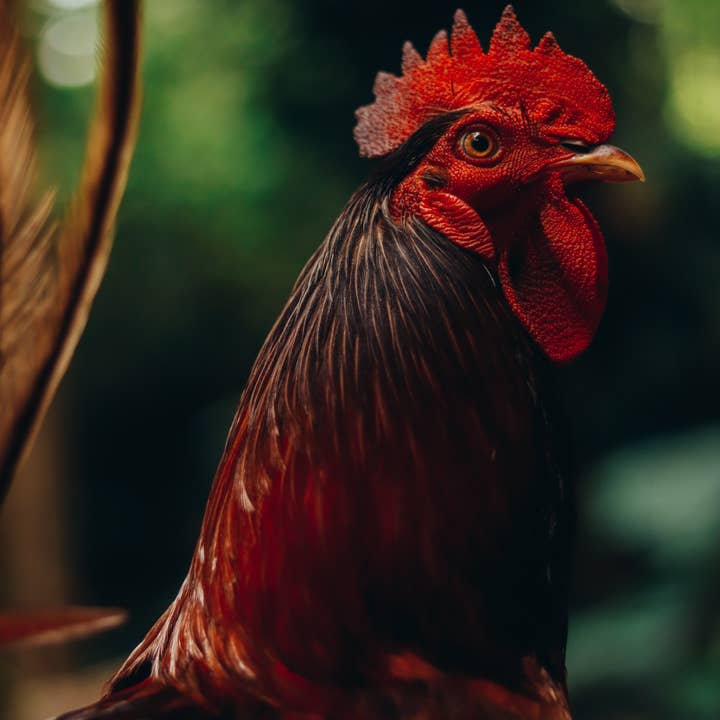 Deep South Fragrance - Vendita all'ingrosso Olio profumato - Olio profumato Sweet Rooster