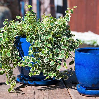 Maui Indoor Planter With Attached Saucer, Falling Blue, 5"X4 for wholesale by Pacific Home & Garden
