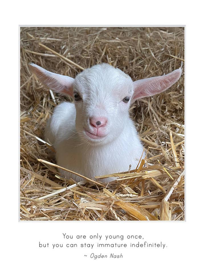 B745 - Pippin for wholesale by Stonehenge Designs