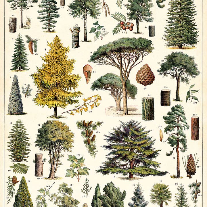 Bobangles - Wholesale Poster - Cavallini Poster/Gift Wrap - Arboretum0