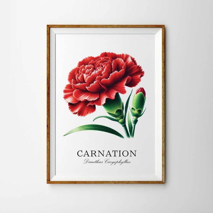 Carnation Flower Botany Hand Drawn Illustration Print for wholesale by The Artisan Gift Co.