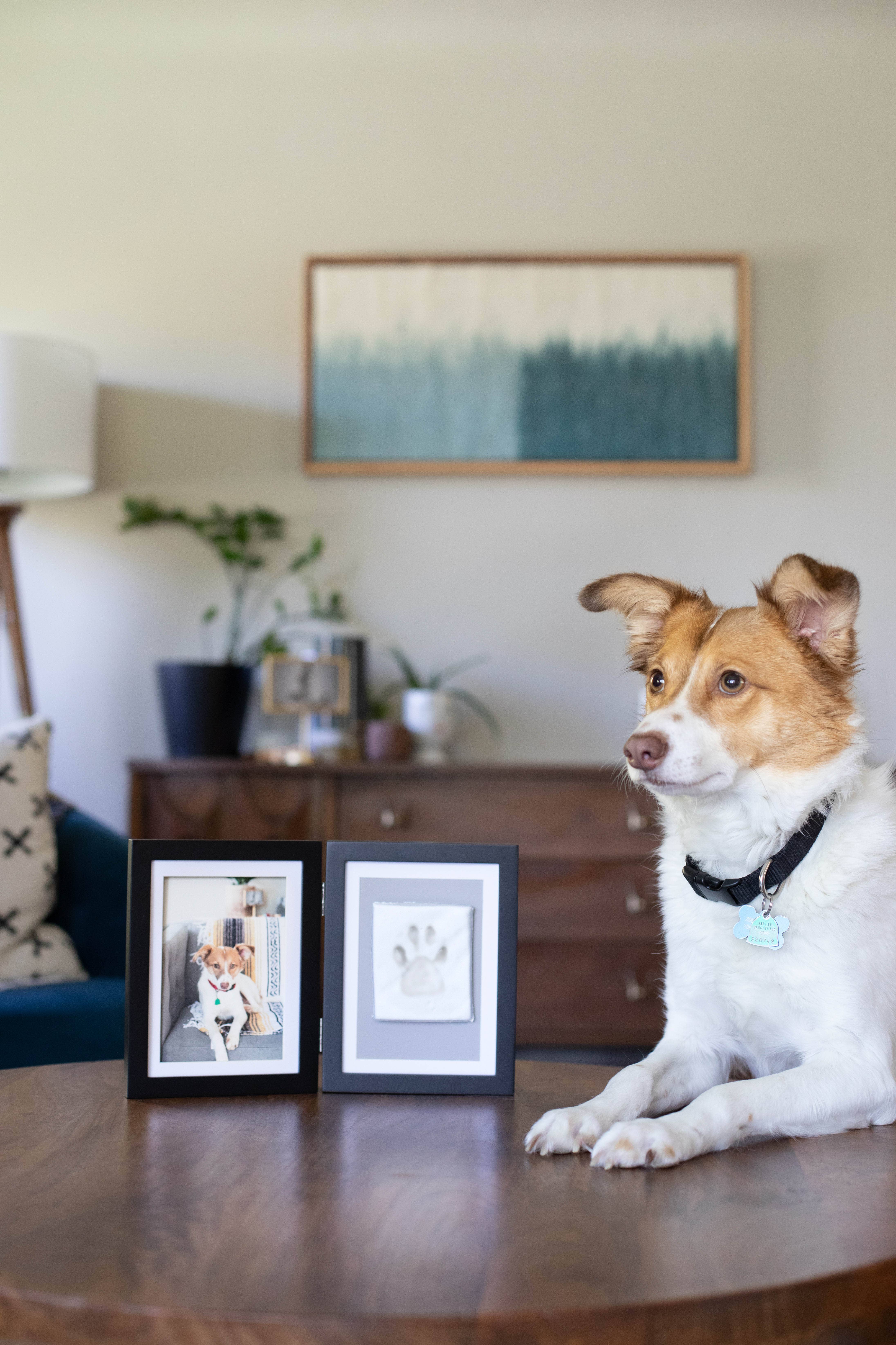 Pearhead - Wholesale Picture Frame - Pawprints Keepsake Photo Frame & Clay Impression Kit14