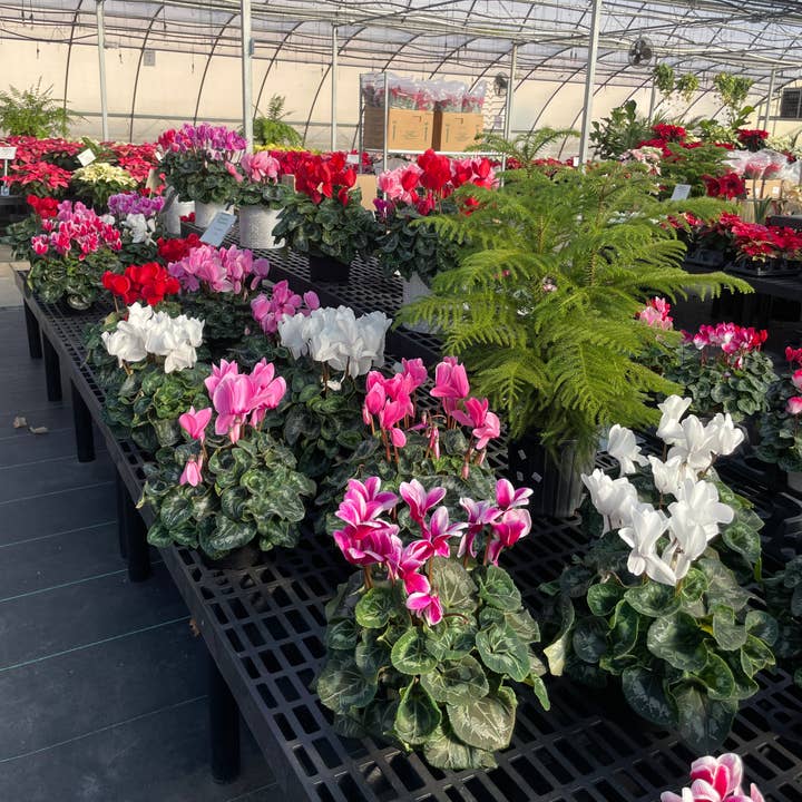 Thorsen's Greenhouse - Wholesale Live Plant - Blooming Cyclamen - Assorted Color - 6" Live Plant