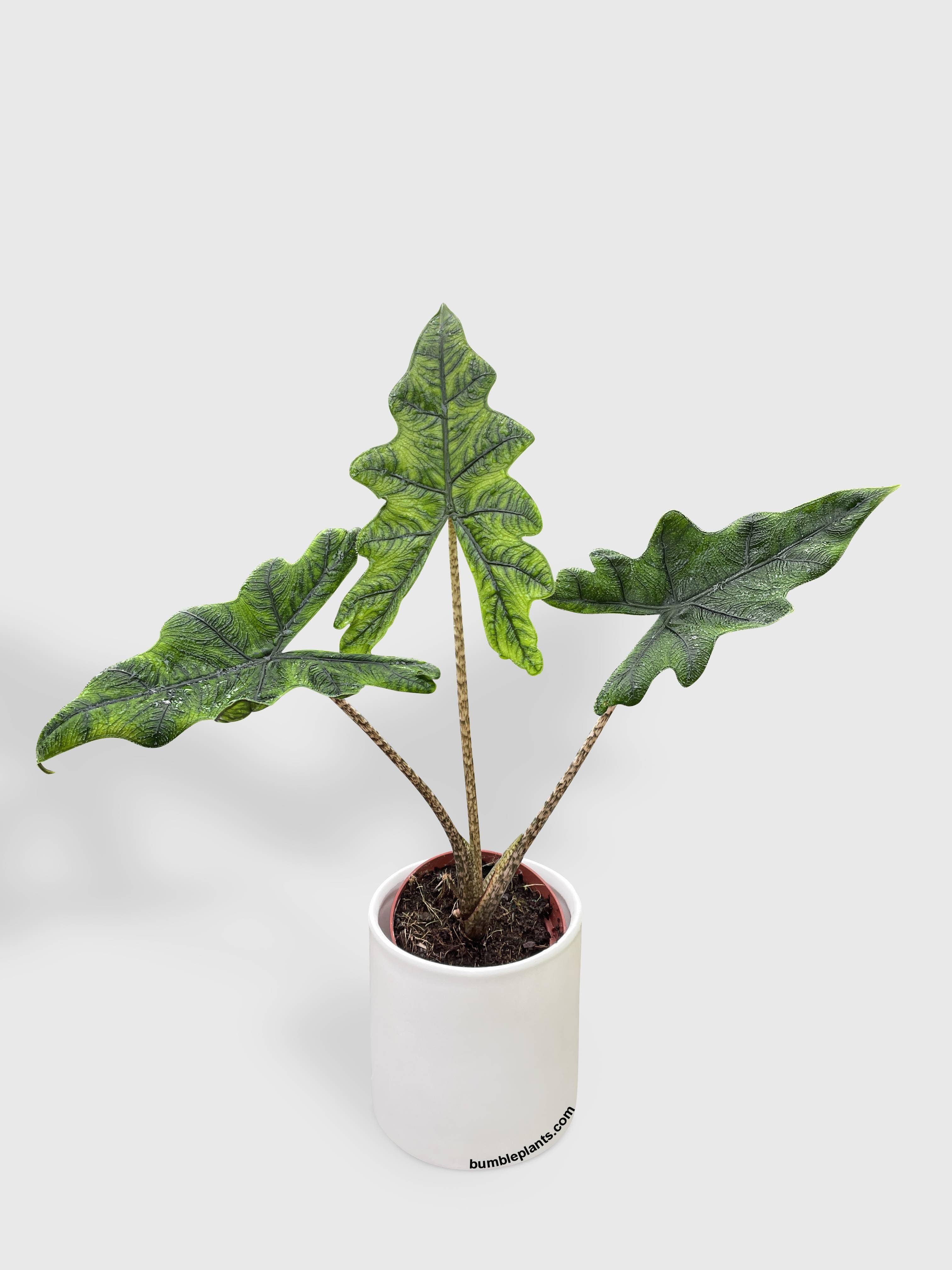 Bumble Plants - Wholesale Live Plant - Alocasia Jacklyn5