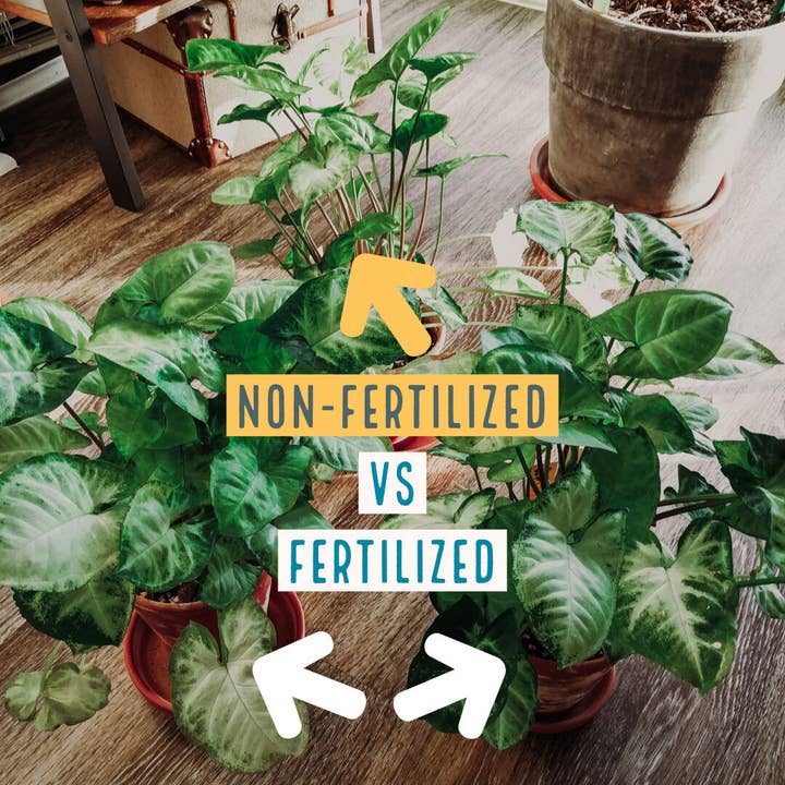 MARPHYL - Vente Engrais - Améliorant liquide du sol à base de phytoplancton marin 2 L (4 tailles)9