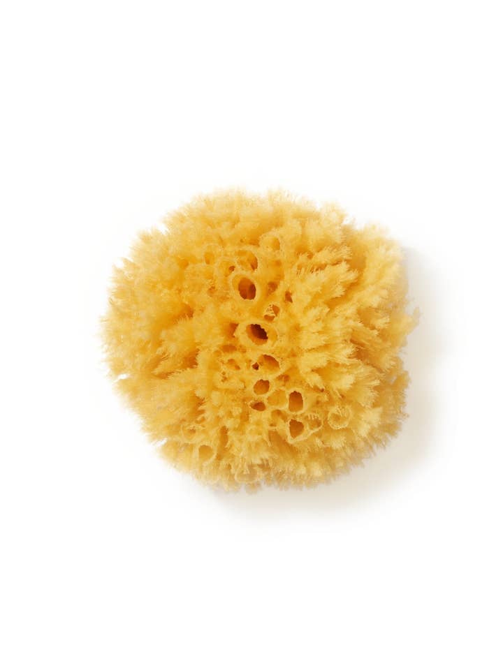 havssvamp för wholesale av Nüssa