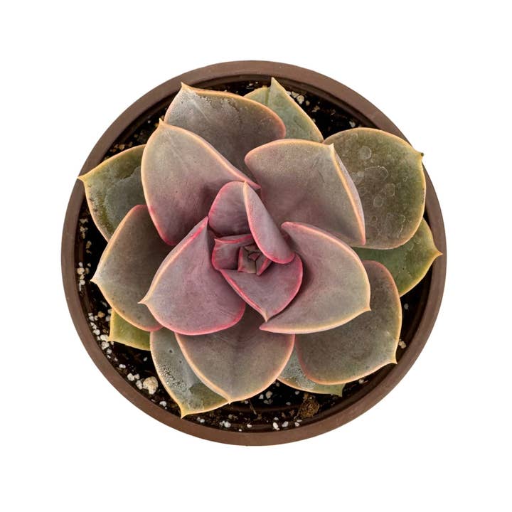 Succulent Wholesale - Wholesale Succulent - Assorted Succulents | 4 inch1