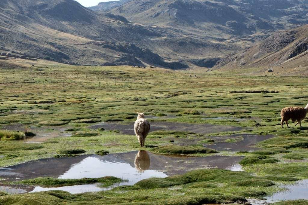 Crafts by Solid - Wholesale Scarf - Women's - Tracey Scarf Essential FW22- 100% alpaca15