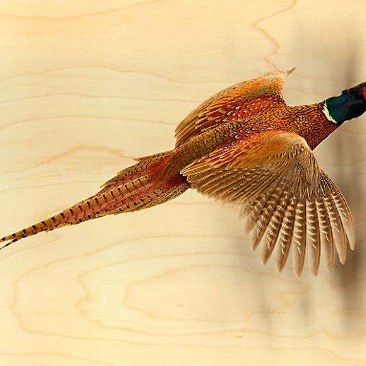 Hironwoods - Wholesale Postcard - Wooden Pheasant In Flight Postcard1