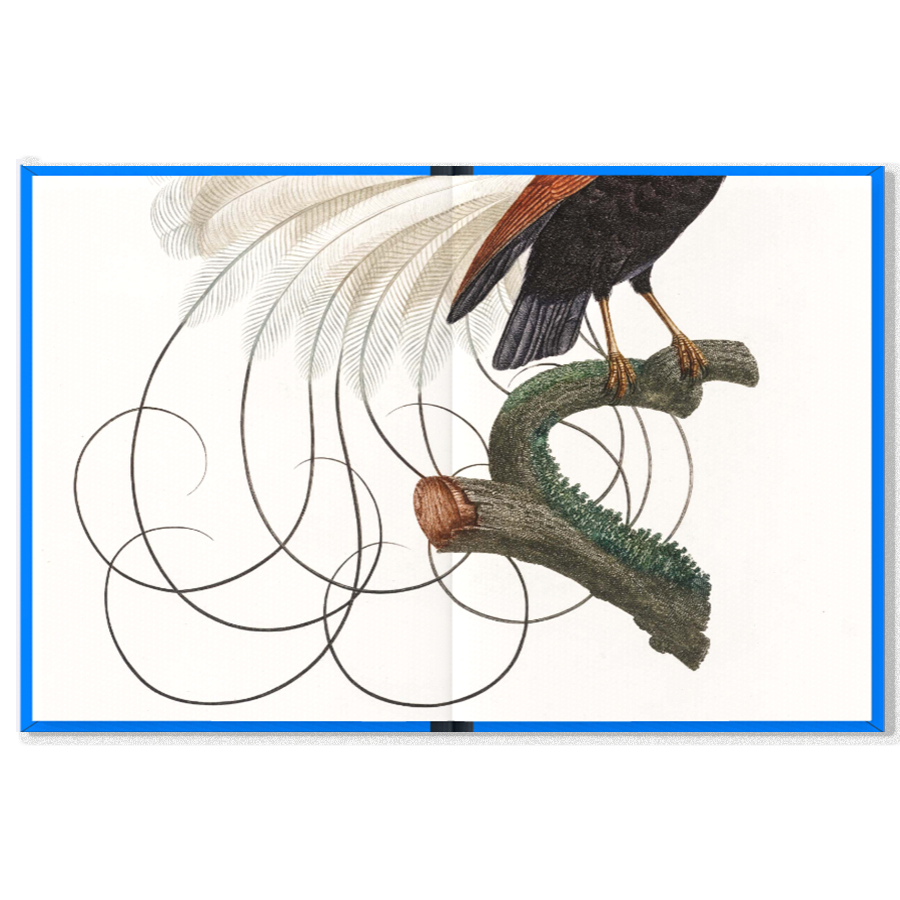 K.Co Press - Wholesale Book - Adult - COMING SOON | Birds2