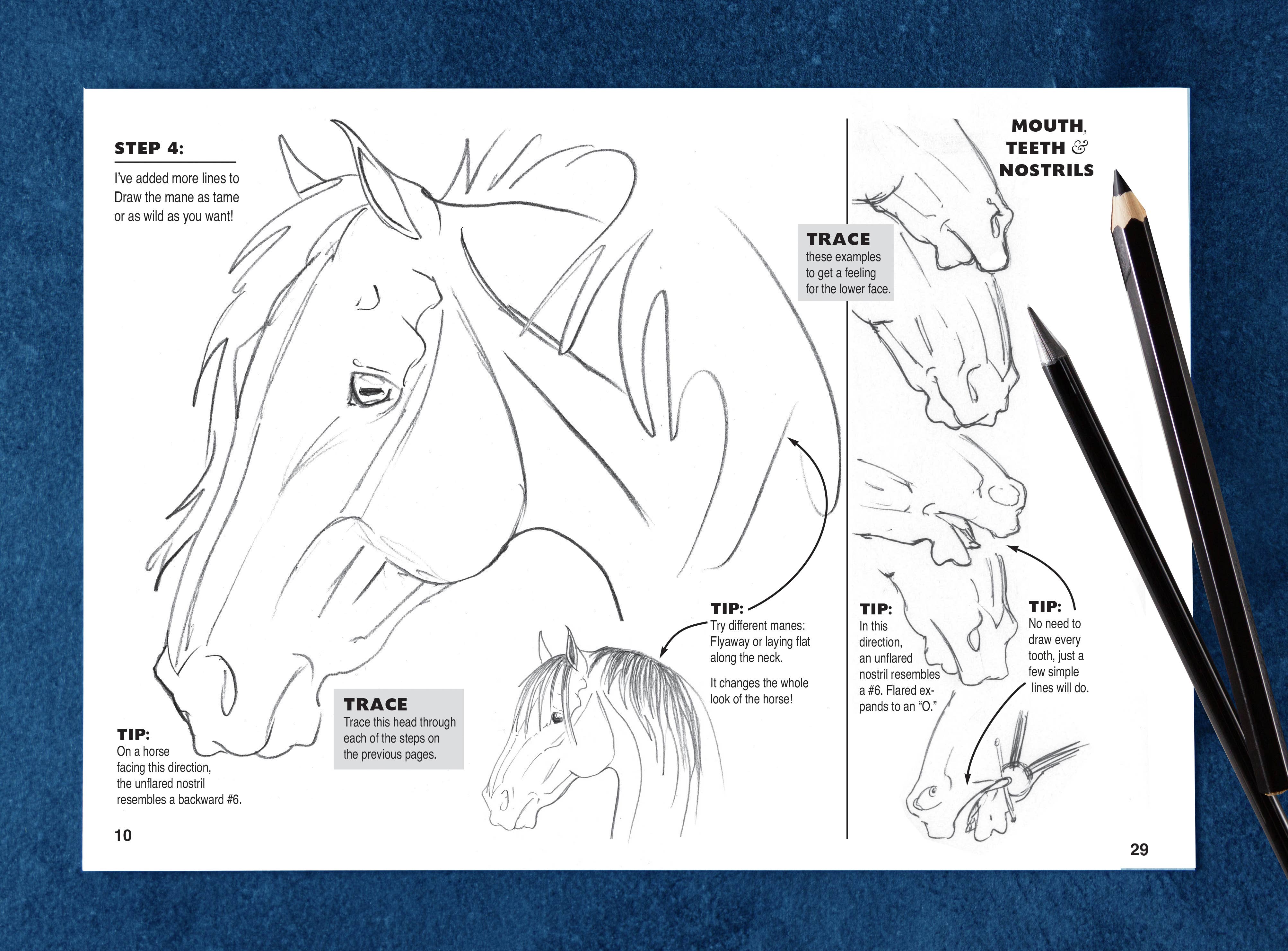 Horse Hollow Press / Pretty, Funny, Snarky Cards & Stickers - Wholesale Coloring & Activity Book - Adult - Art Book Horse Equestrian / Anyone Can Draw Horses / All Age19