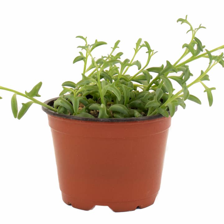 String of Dolphins Succulent in 4" Grow Pot (Pack of 4) for wholesale by Home Botanicals