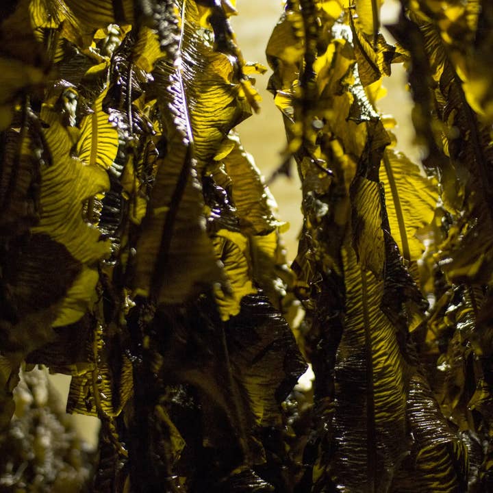 Lofoten Seaweed - Wholesale Dried/dehydrated vegetables - Winged Kelp4