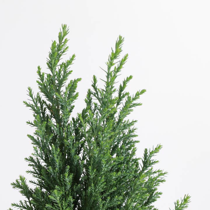 Thorsen's Greenhouse - Wholesale Live Plant - Cypress Tree - 4" Live Plant
