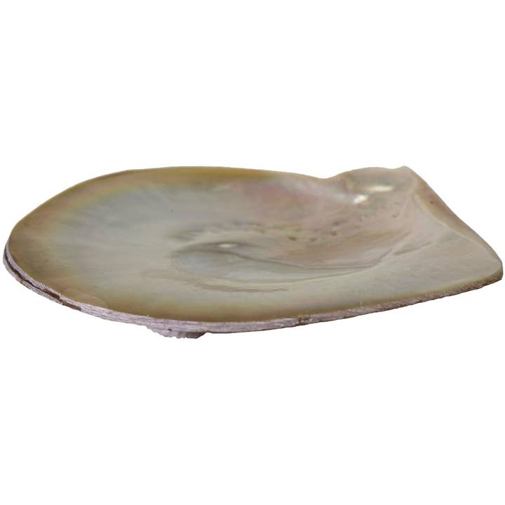 Silverlip Pearl Oyster 5-6" Dish w/ Clam Legs for wholesale by HS Seashells