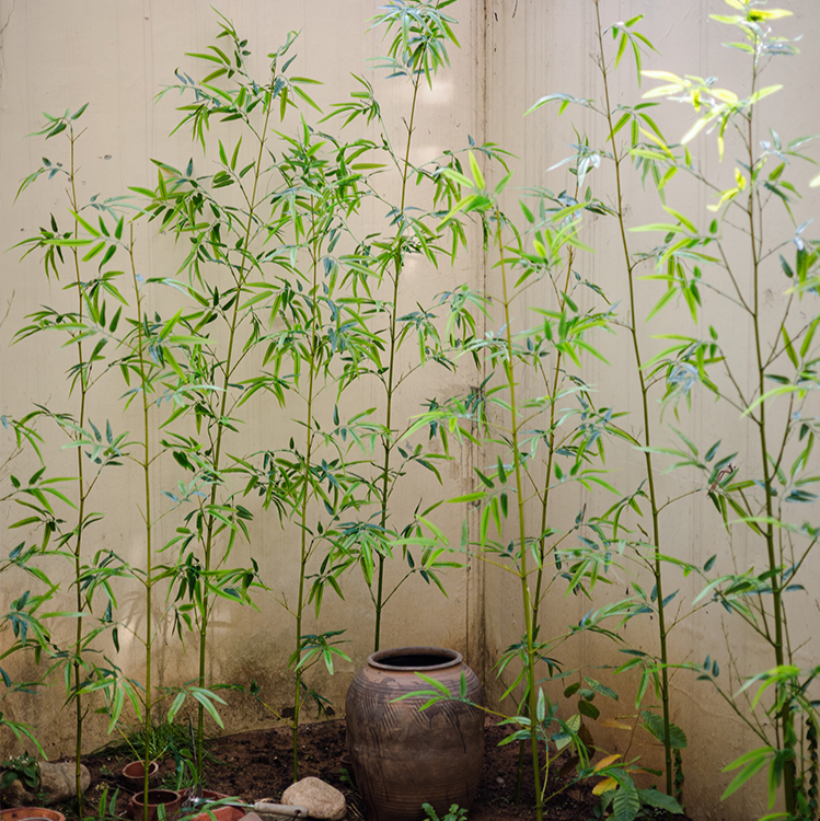 Rustic Reach - Wholesale Artificial Plant - Artificial Bamboo Stem Bamboo Screen Set of 100