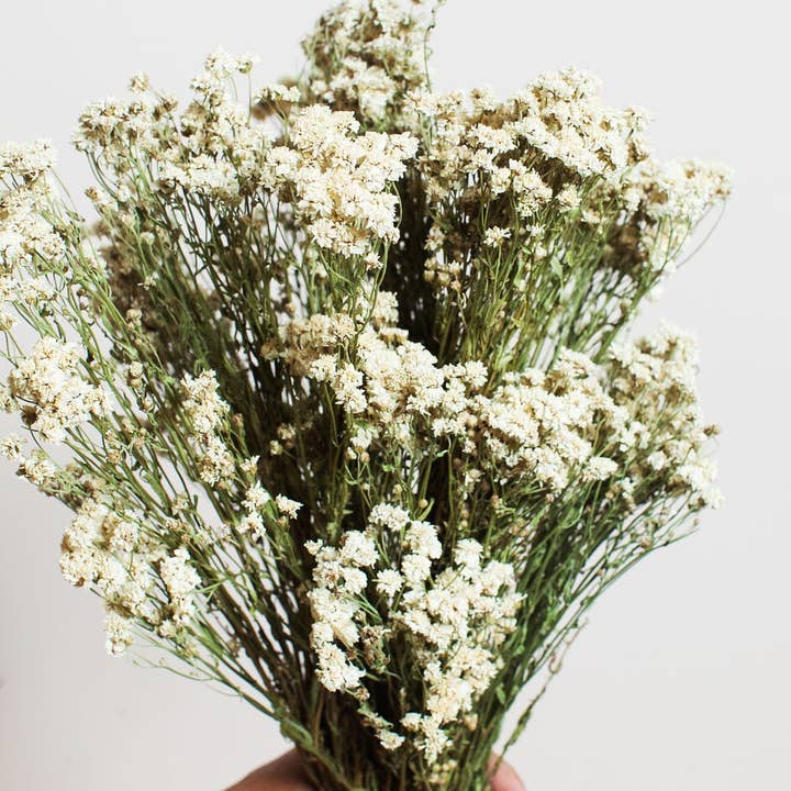 Idlewild Floral Co. - Wholesale Dried/Pressed Flowers - Dried Pearl Achillea