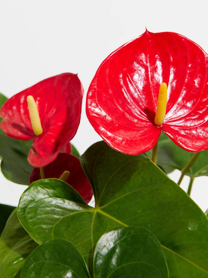 Flamingo Flower for wholesale by Lively Root