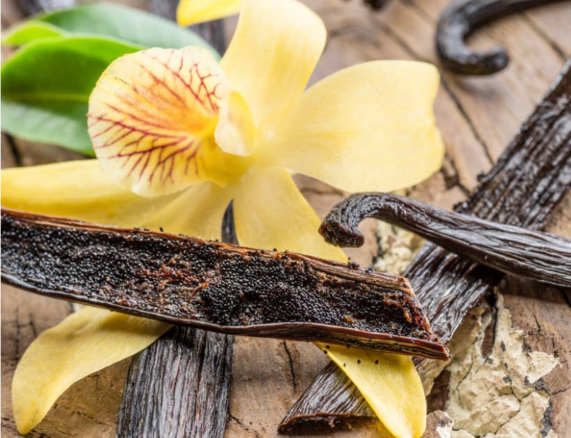 Leur petites bougies - Wholesale Pot/gevulde kaars - Vanille1