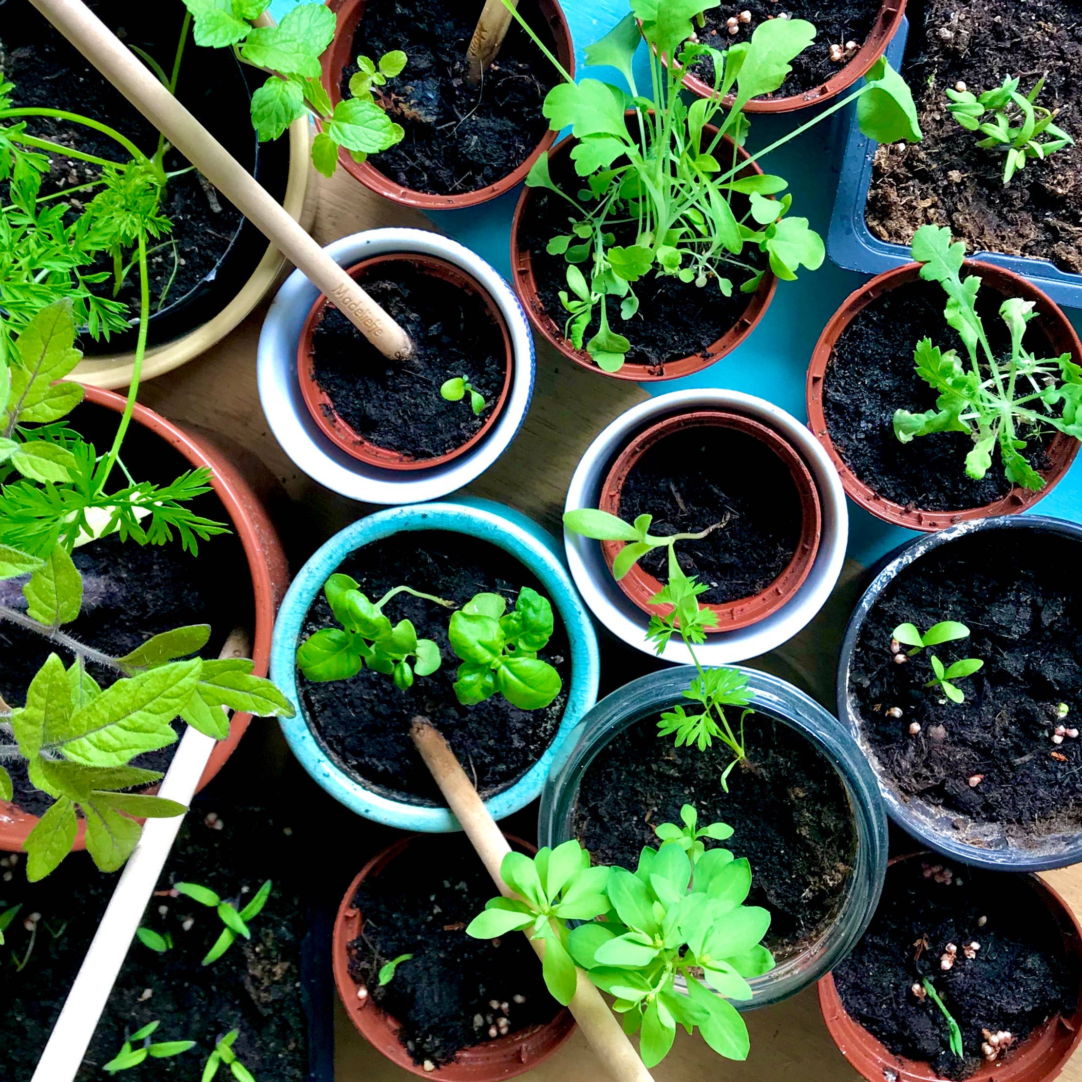 BLOOM your message - Wholesale Pencil - Set of 100 plantable growing pencils incl display box6