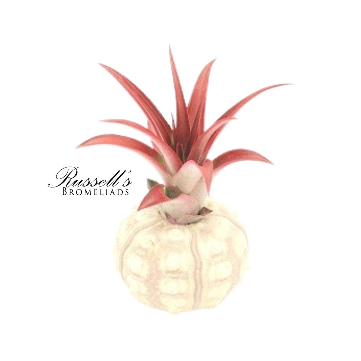 Russell's Bromeliads - Wholesale Live Plant - Sputnik Shell with Air Plant3