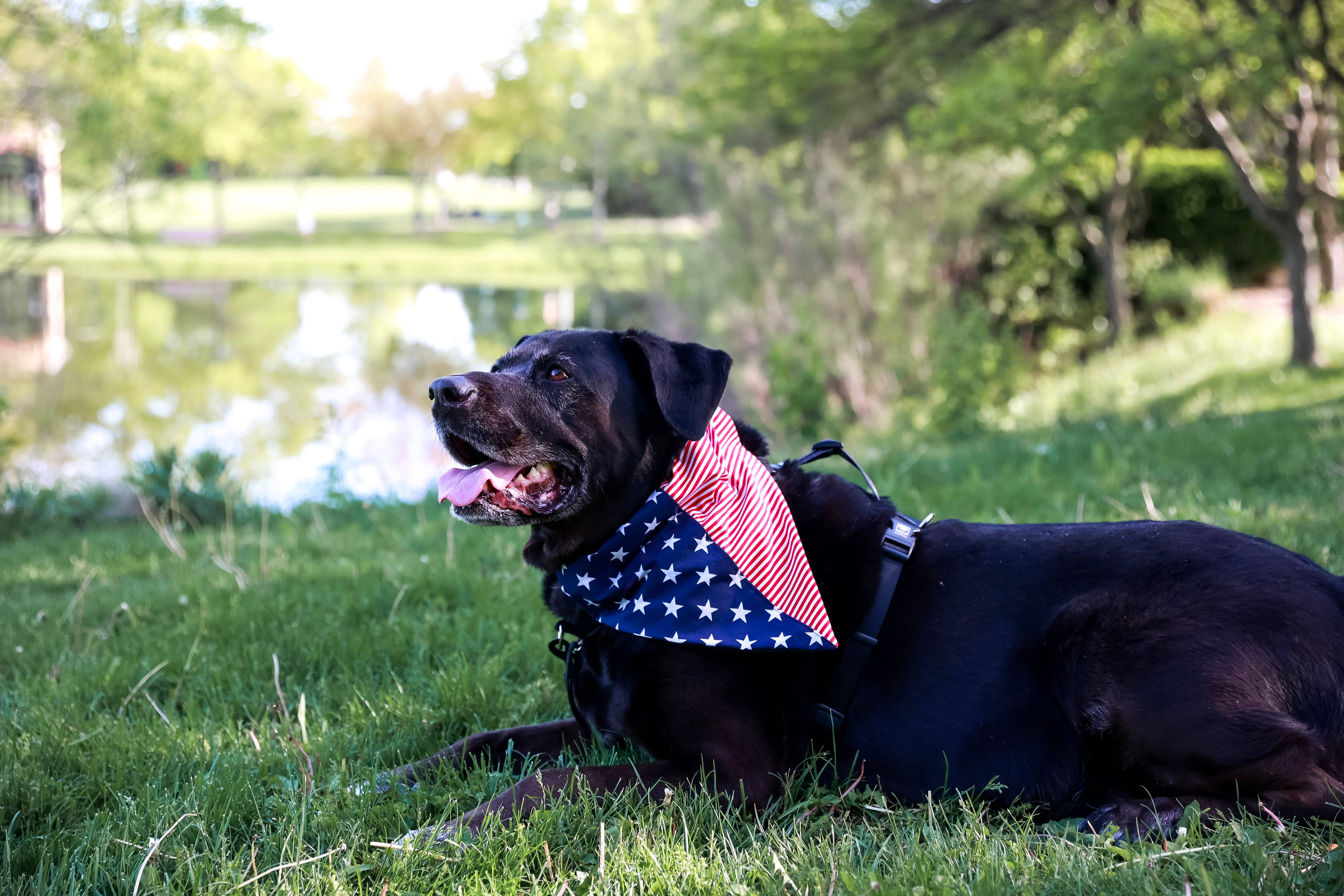 Top Rocks Doggie Wear – wholesale Pet bandana – Dog – American Flag Over The Collar Dog Bandana1