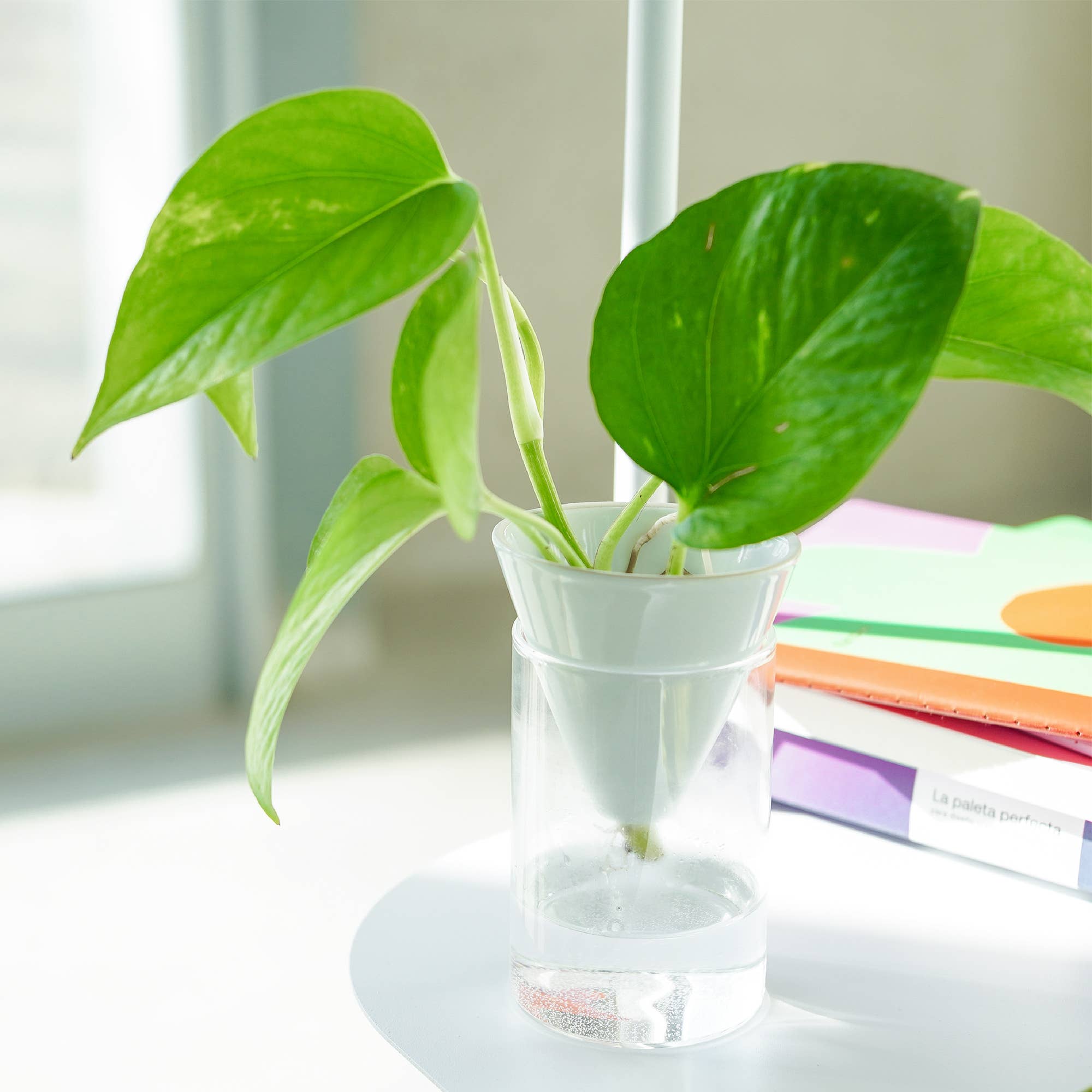 Helio Ferretti - Vente Vases - Pot hydroponique conique blanc0