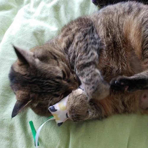 Eco-Pup - Wholesale Pet Toy - Cat - CATNIP ECO-KICKER