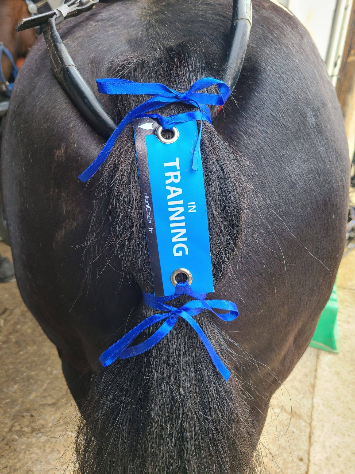 AniCode - Wholesale Horseback Riding Gear - HippiCode® Carnations IN TRAINING1