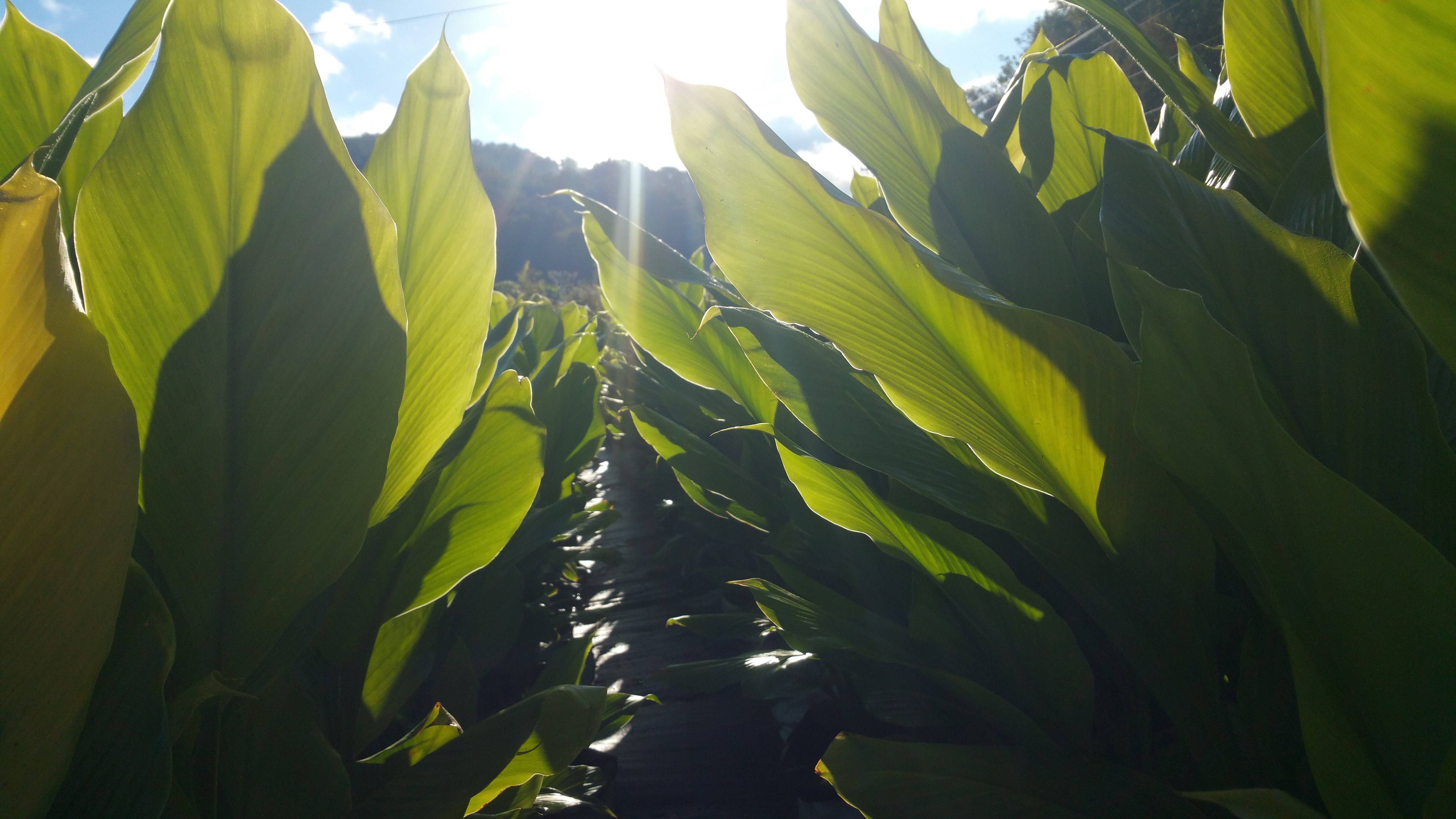 Rayburn Farms - Wholesale Hot Cocoa Mix/Kit - Spiced, Cocoa2