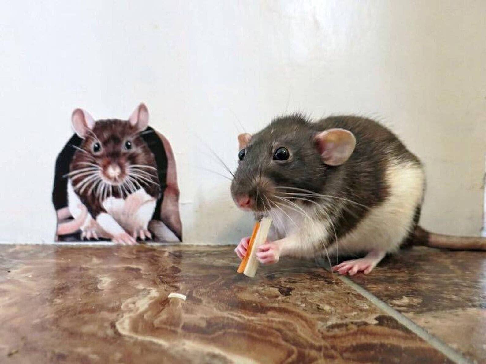 Wonderwallsboutique – wholesale Wall decal/stickers – Charming Rat Wall Sticker - Easy to Apply & Remove4