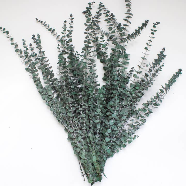 Roxanne's Dried Flowers - Wholesale Dried/Pressed Flowers - Eucalyptus - Spiral